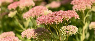 Beautiful close-up of eupatorium purpureum