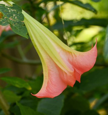 Close-up of brugmansia suaveolens flower
