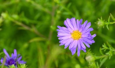 Close-up of symphyotrichum dumosum flower