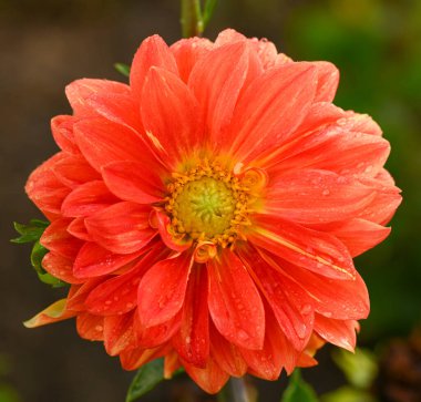 Dekoratif bir yıldız çiçeğinin güzel yakın çekimi