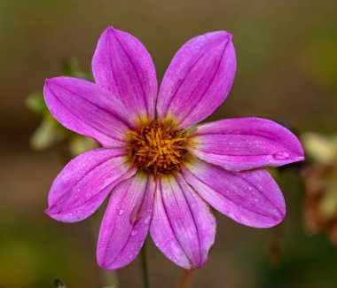 Pembe bir yıldız çiçeğinin güzel yakın çekimi