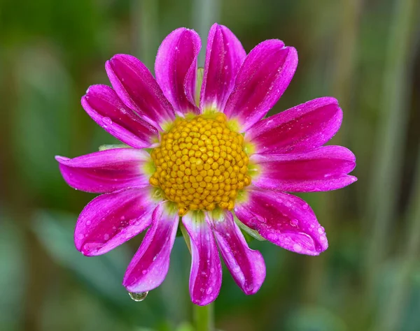 Beautiful Close Single Flowered Dahlia — Stock Photo, Image