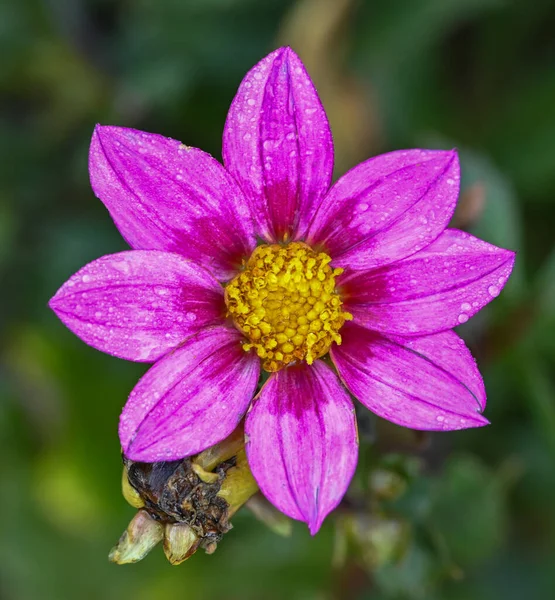 Beautiful Close Single Flowered Dahlia — Stock Photo, Image