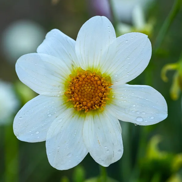 Beautiful Close White Dahlia — Stockfoto