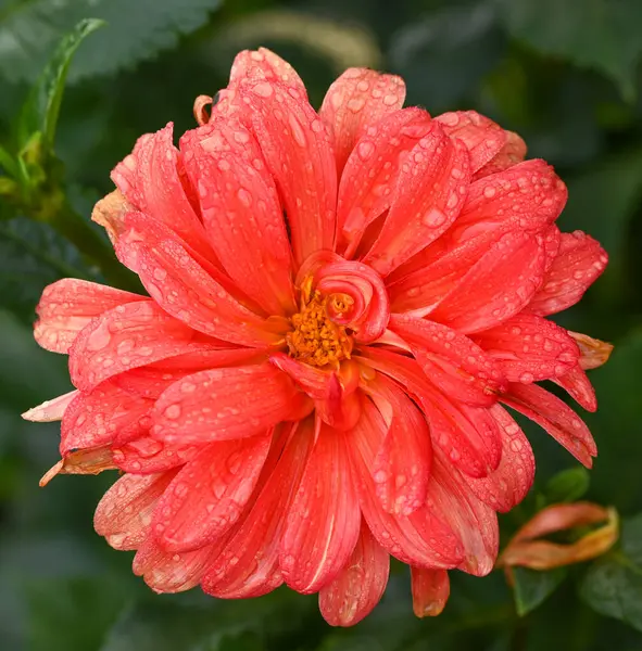 Beautiful Close Decorative Dahlia — Stock Photo, Image