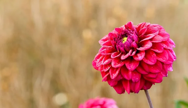 Beautiful Close Pink Dahlia — Fotografia de Stock