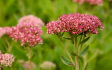 Beautiful close-up of eupatorium purpureum