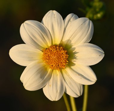 Beyaz bir yıldız çiçeğinin güzel yakın çekimi