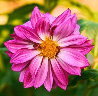 Beautiful close-up of a pink dahlia flower