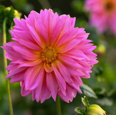 Beautiful close-up of a pink dahlia flower