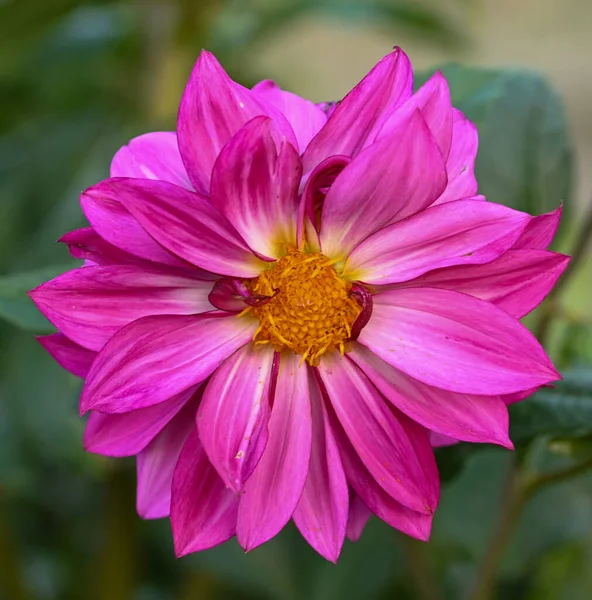 Beautiful Close Pink Dahlia Flower — Photo