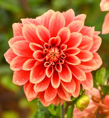 Dekoratif bir yıldız çiçeğinin güzel yakın çekimi