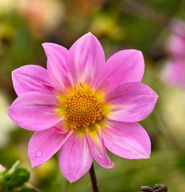 Pembe bir yıldız çiçeğinin güzel yakın çekimi