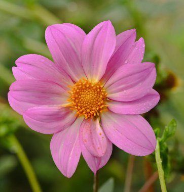 Pembe bir yıldız çiçeğinin güzel yakın çekimi