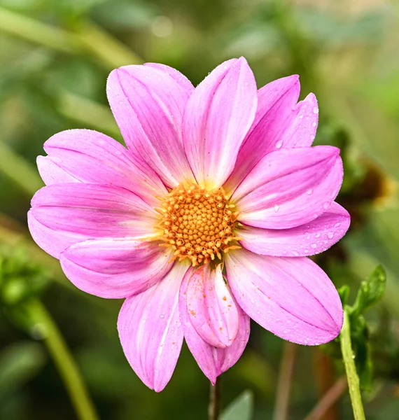 Beautiful Close Pink Dahlia — Fotografia de Stock