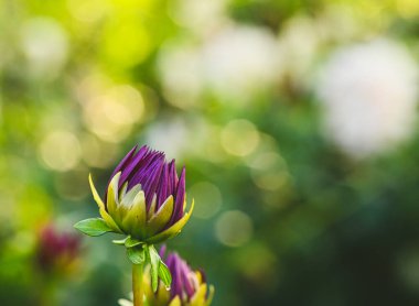 Beautiful close-up of a bud dahlia