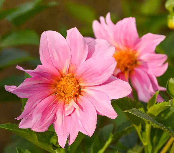 Beautiful Close Pink Dahlia — Foto de Stock