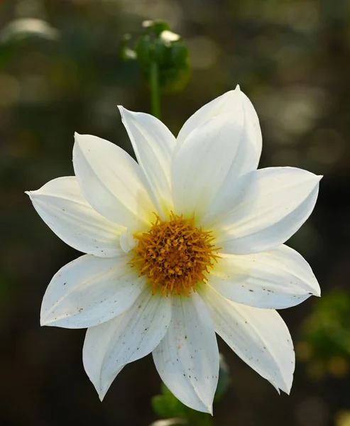 Beautiful Close White Dahlia — Stock Photo, Image