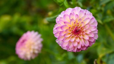 Bir ponpon yıldızının güzel yakın çekimi