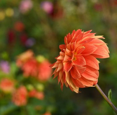 Dekoratif bir yıldız çiçeğinin güzel yakın çekimi