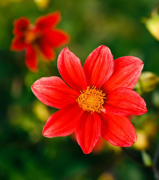 Beautiful Close Single Flowered Dahlia — 图库照片