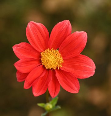 Dekoratif bir yıldız çiçeğinin güzel yakın çekimi