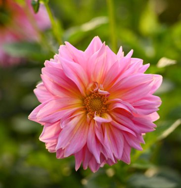 Beautiful close-up of a decorative dahlia