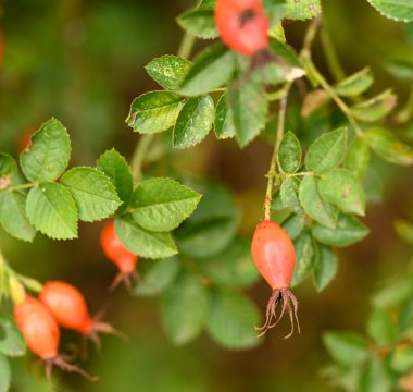Güzel yakın plan gül kalçası.