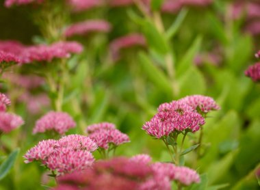 Beautiful close-up of eupatorium purpureum