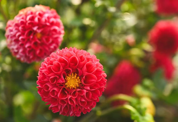 Beautiful Close Red Dahlia — Stock Fotó