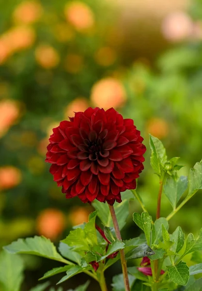 Beautiful Close Purple Dahlia — ストック写真