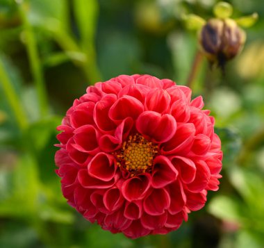 Beautiful close-up of a red dahlia