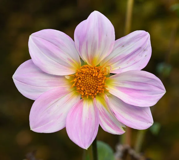 Beautiful Close Decorative Dahlia Flower — Stock Photo, Image
