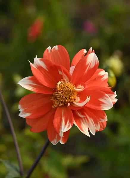 Beautiful Close Bicolor Dahlia Flower — Photo