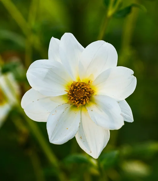 Beautiful Close White Dahlia — Fotografia de Stock
