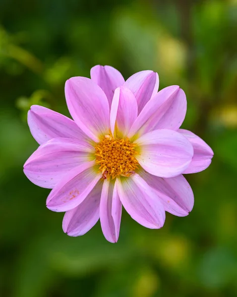 Beautiful Close Decorative Dahlia Flower — Fotografia de Stock