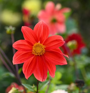 Tek çiçekli bir yıldız çiçeğinin güzel yakın çekimi