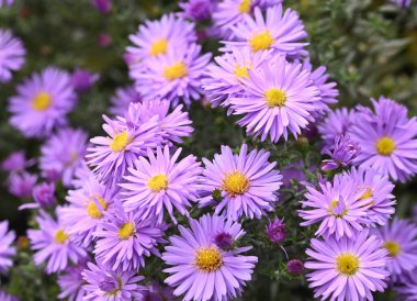 Paskalya çiçeğinin güzel yakın çekimi