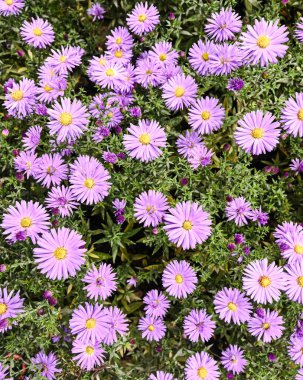 Paskalya çiçeğinin güzel yakın çekimi