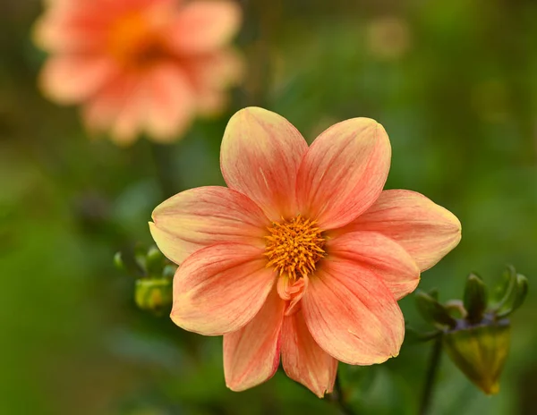 Güzel Yıldız Çiçeği Avrupa Yıldız Çiçeği Konservatuarı Belçika — Stok fotoğraf