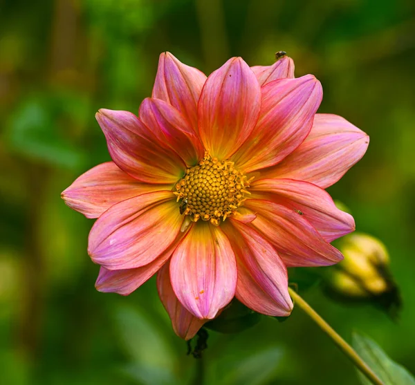 Beautiful Close Decorative Dahlia — Foto de Stock