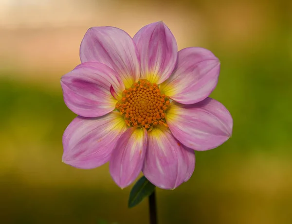 Beautiful Close Decorative Dahlia — Fotografia de Stock