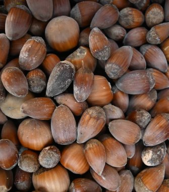 Fındıklı güzel bir yakın çekim.