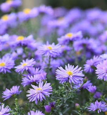 Beautiful close-up of aster amellus flower