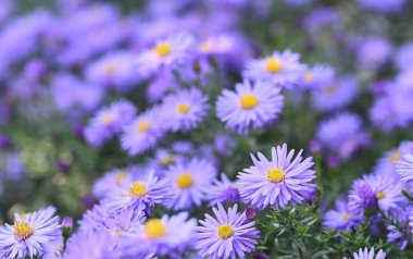 Beautiful close-up of aster amellus flower