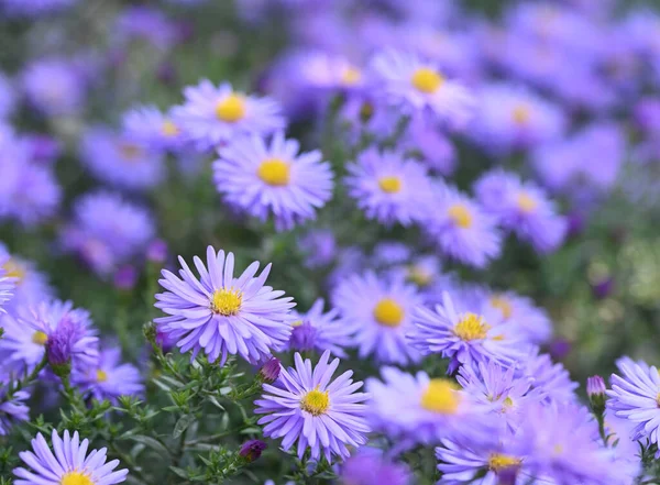 Beautiful Close Aster Amellus Flower — Fotografia de Stock