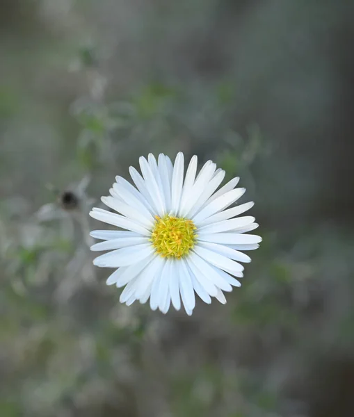 Schöne Nahaufnahme Von Symphyotrichum Lanceolatum — Stockfoto