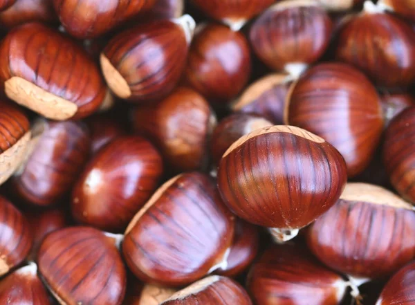 Beautiful Close Chestnut Royalty Free Stock Images