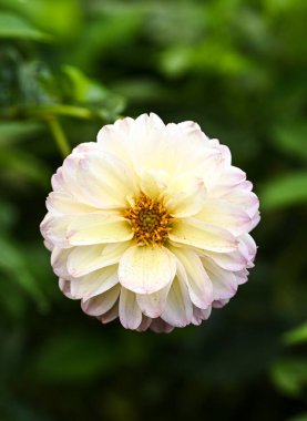 Beautiful close-up of a dahlia flower