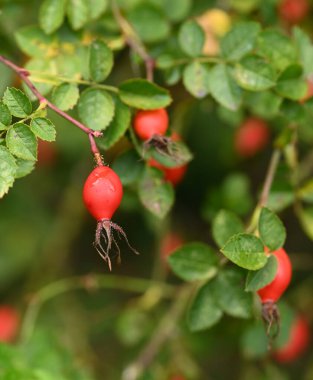 Güzel yakın plan gül kalçası.